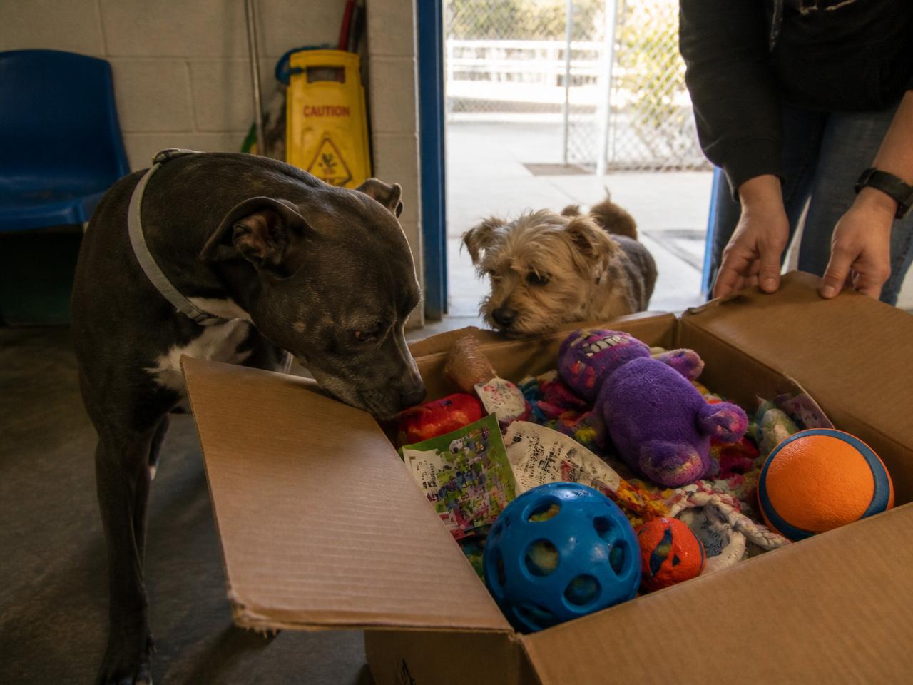 Delivery day — a box of donated toys arrives.